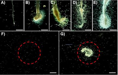 Rhamnogalacturonan-I as a nematode chemoattractant from Lotus corniculatus L. super-growing root culture